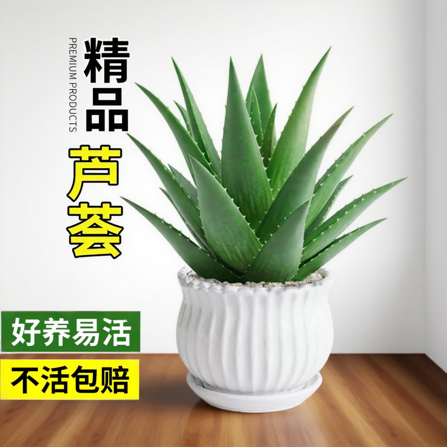 大盆芦荟盆栽室内净化空气绿植物办公桌面多肉四季好养花卉仙人掌