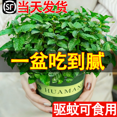 柠檬薄荷盆栽可食用迷迭香水培