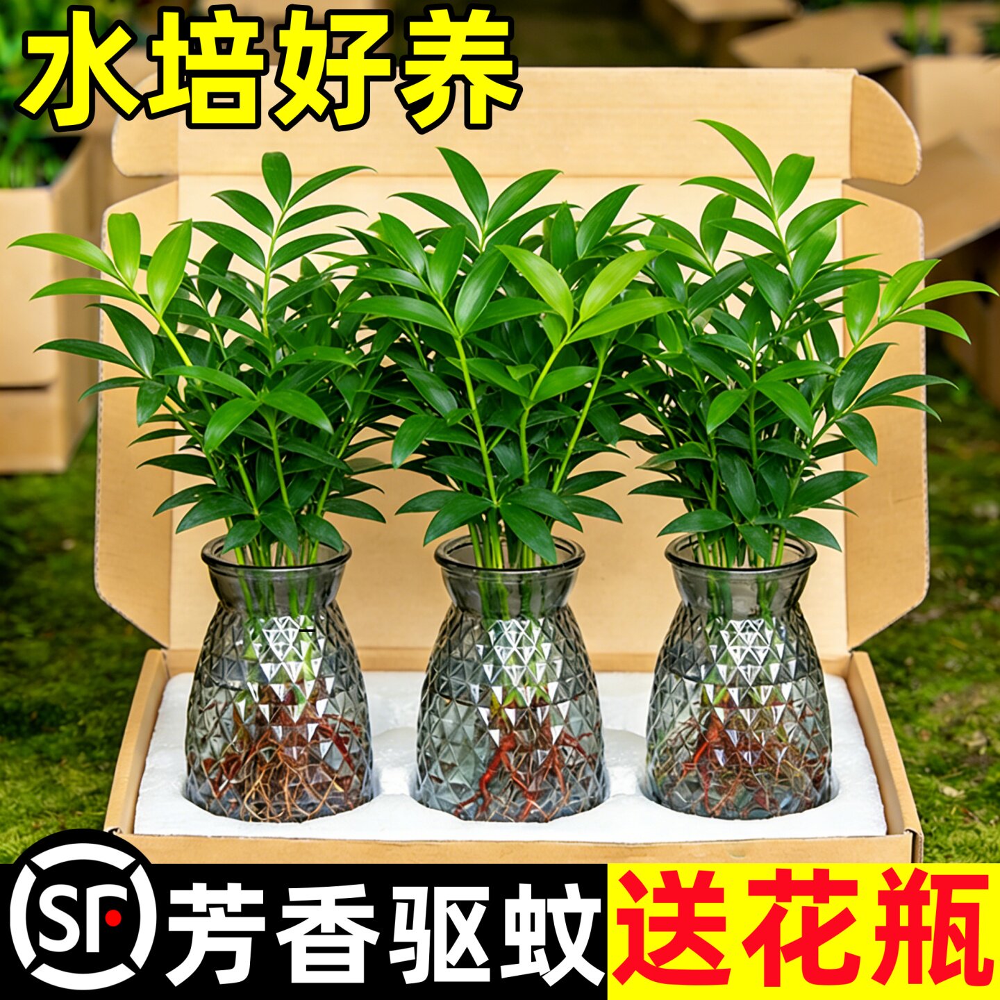 特大棵驱蚊竹柏水培植物室内水养盆栽树苗客厅办公室内桌面小绿植