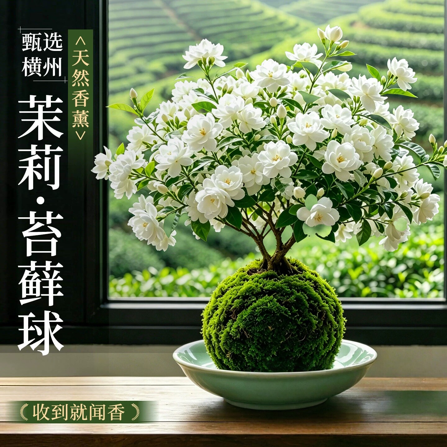 横州虎头茉莉花带花苞重瓣香水茉莉苔藓球室内盆栽好养四季绿植物