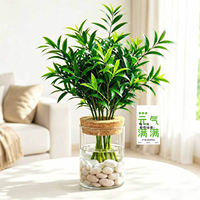 Mosquito-repellent bamboo and cypress hydroponic plants, large water-cultivated green plants on office desks, indoor and bedroom bamboo potted plants, evergreen all year round thumbnail 8