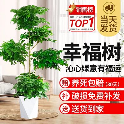 好养植物幸福树大型客厅绿植