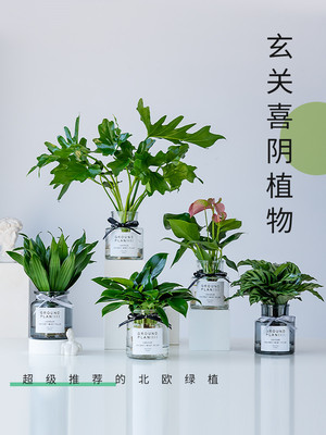 新疆包邮水培植物绿萝文竹盆栽春羽薄荷办公室内绿植花卉吸甲醛红