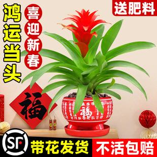 鸿运当头盆栽带花客厅凤梨花盆景春节花卉绿植物室内好养四季 开花