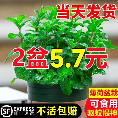 【5.7两盆】精品薄荷盆栽可食用