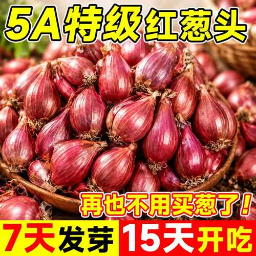 红葱头种子韭菜根苗紫根四季种植