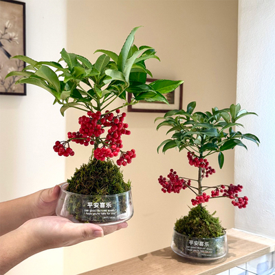 富贵籽盆栽带红果水培植物招财