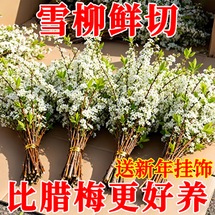 雪柳干枝鲜枝水养插花水培植物腊梅鲜花卉室内盆栽带花苞绿植玉兰