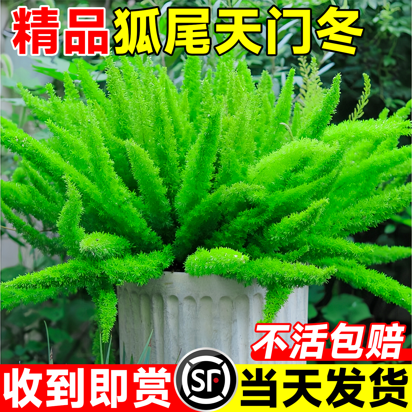 狐尾天门冬盆栽大苗室内外