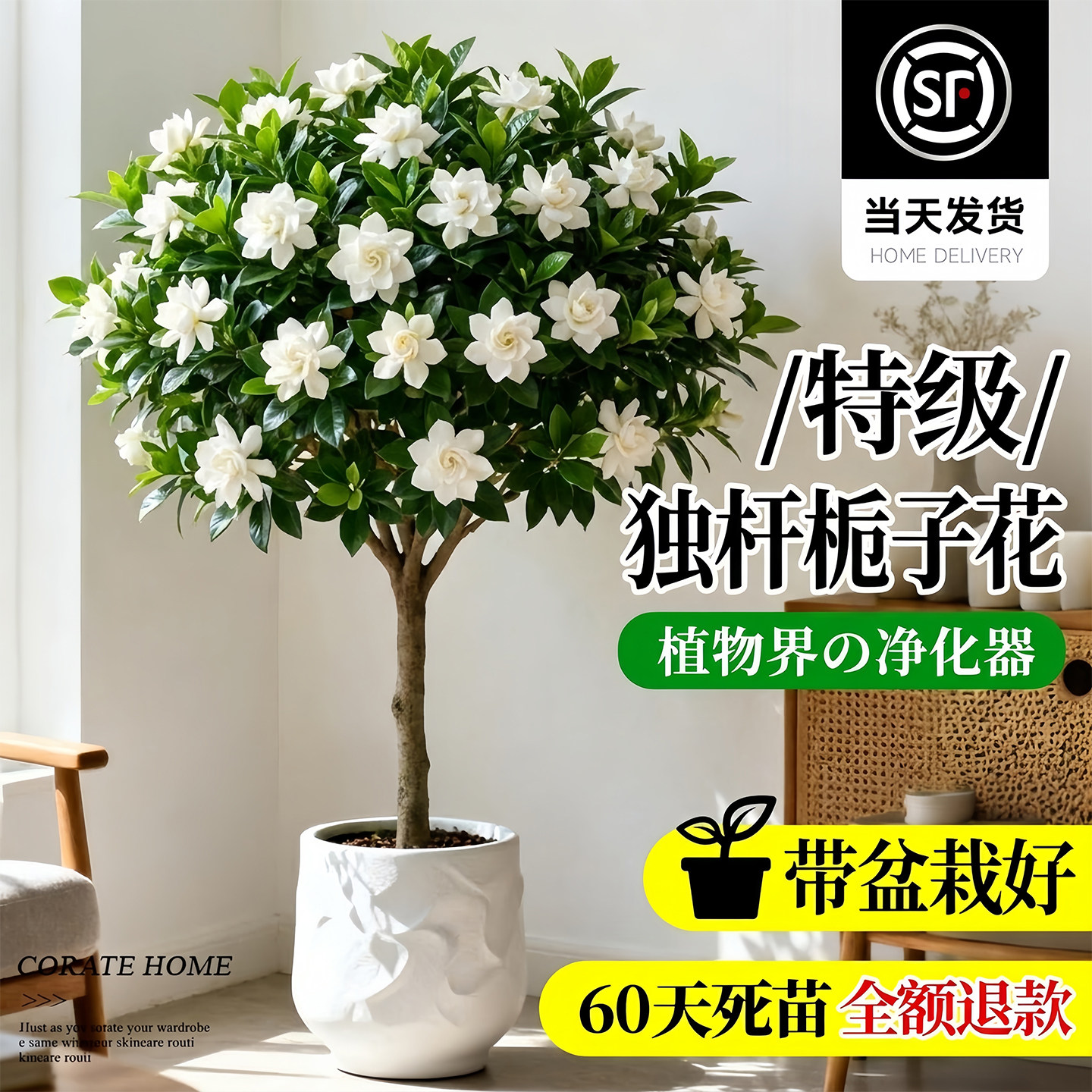 独杆棒棒糖栀子花盆栽四季植物阳台花卉开花绿植带花苞老桩大树苗