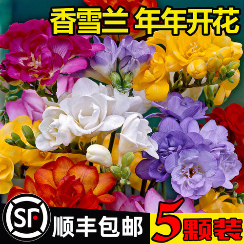 【5颗9.8】香雪兰种球盆栽带花苞