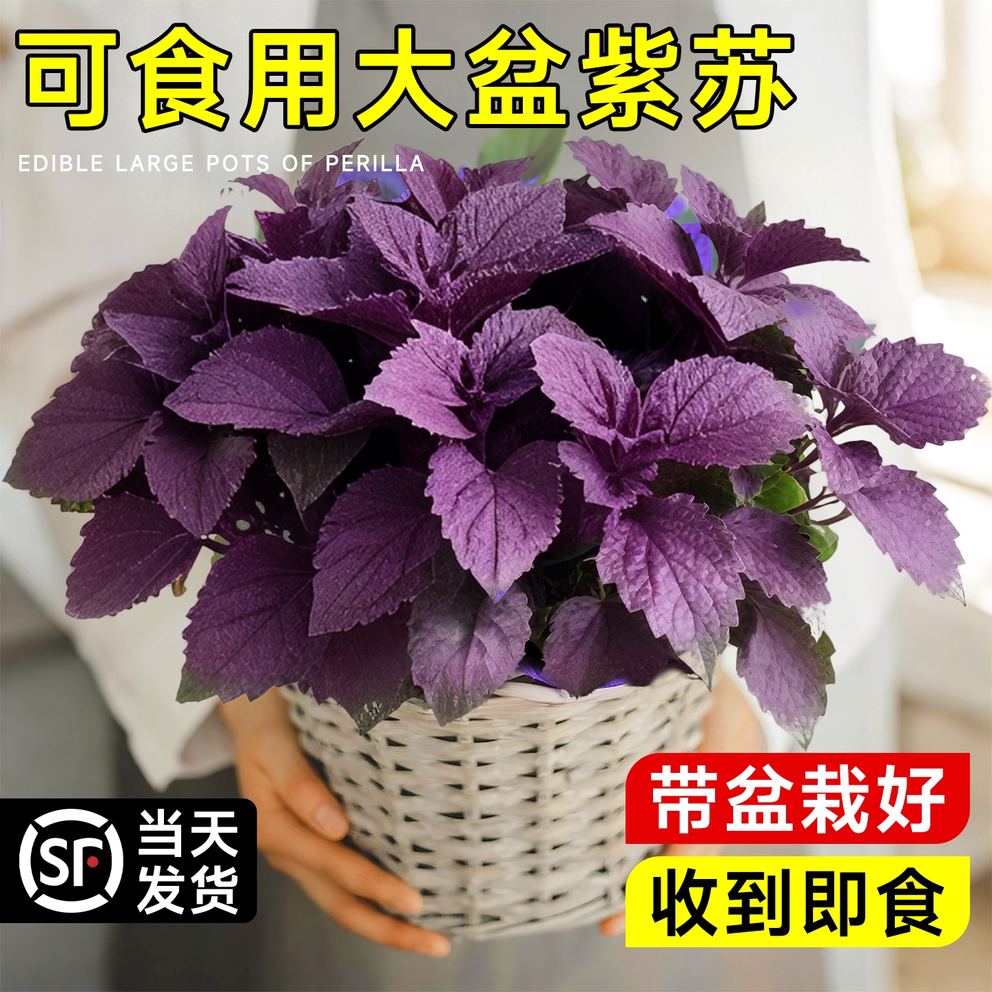 紫苏苗盆栽可食用绿植物紫苏叶大苗带土厨房烤肉香草香料新鲜薄荷