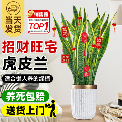 31天死苗包赔！旺宅树金边虎皮兰