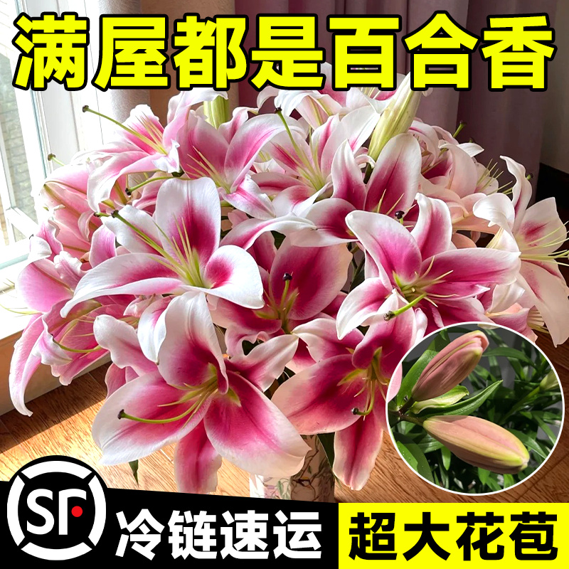香水百合鲜花云南基地直发