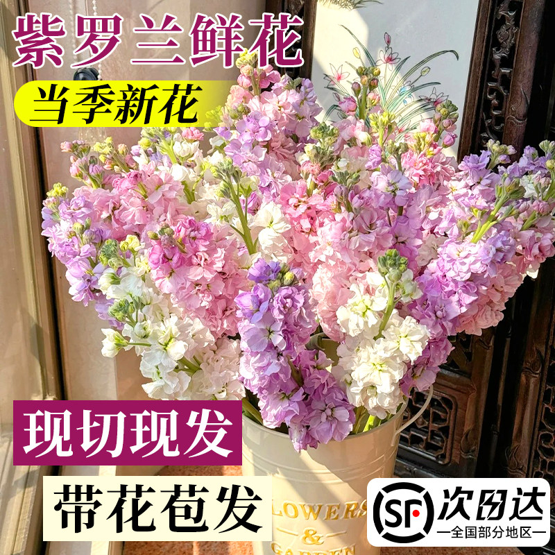 紫罗兰鲜花水培花卉云南基地直发花束香雪兰玫瑰花百合花家用插花