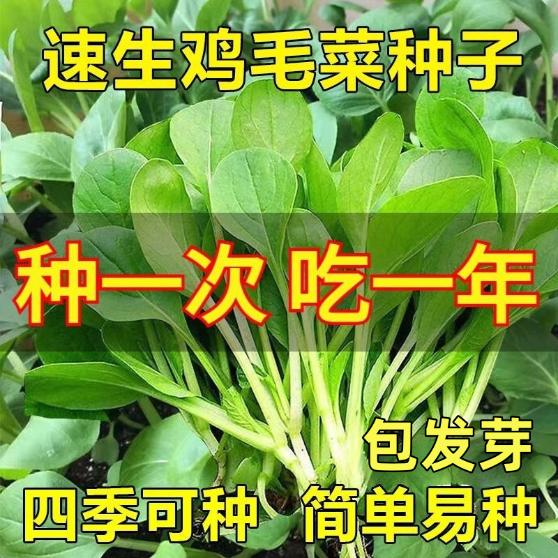 四季上海青鸡毛菜籽种子白小