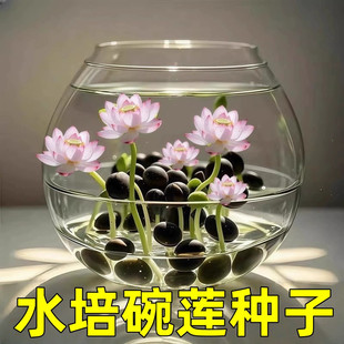 碗莲种七彩五颜六色水培花卉水养四季莲花荷花种莲藕绿植水培莲子