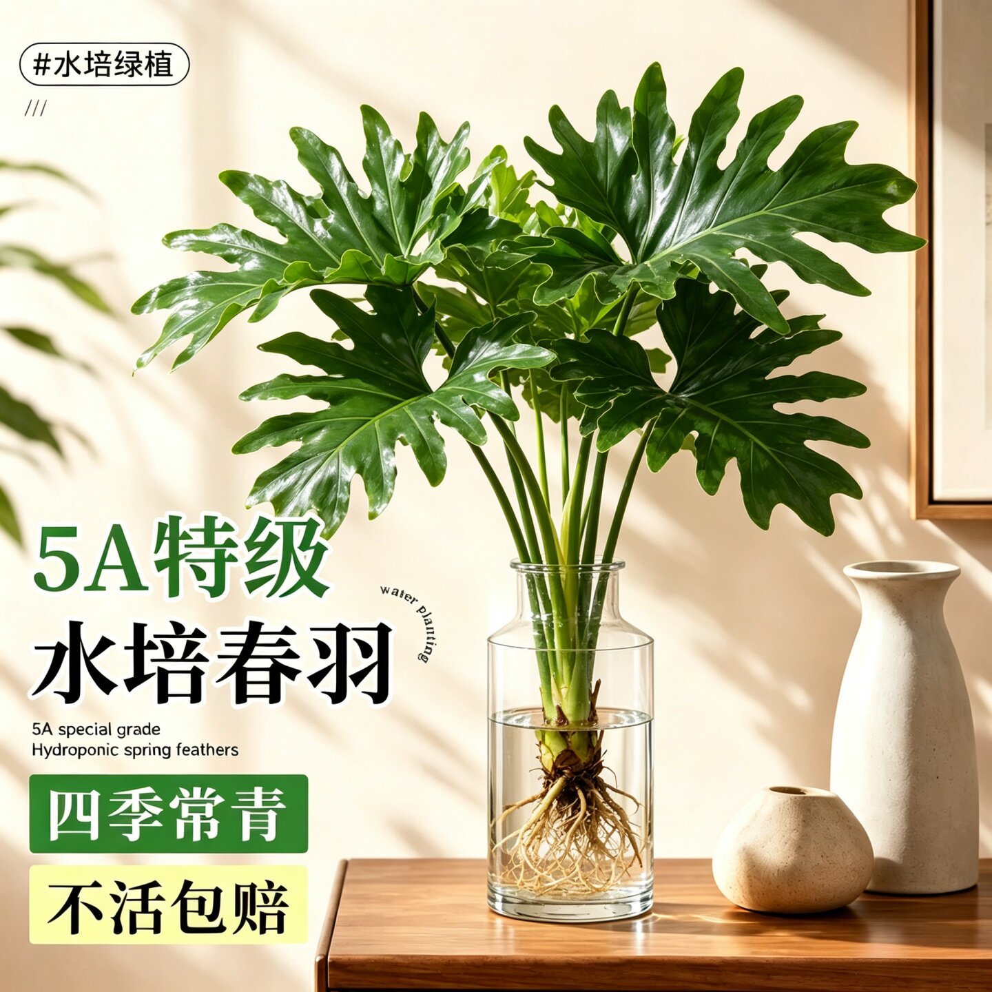 【绿植类目TOP】水培干净好养图片
