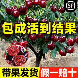 正宗车厘子树苗大樱桃树苗果树果苗嫁接矮化盆栽水果树南方北种植