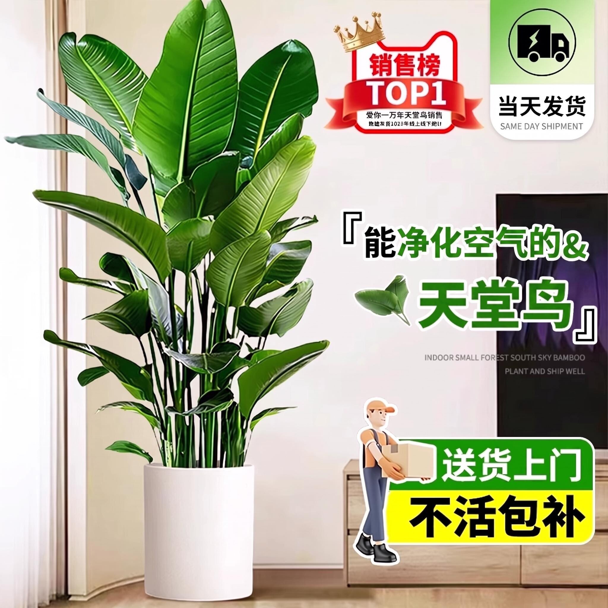 天堂鸟客厅大型绿植办公室内旺宅落地式大叶花卉鹤望兰吸植物