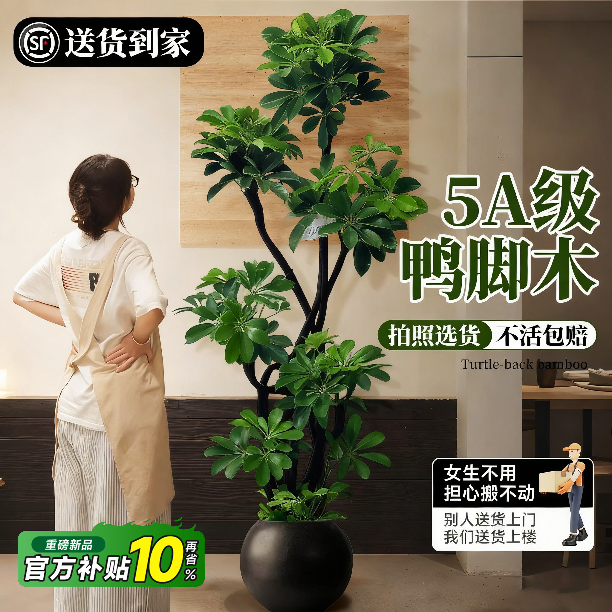 造型鸭脚木客厅大盆栽鸭掌木鹅掌柴室内落地式大型绿植物四季常青,鲜花速递/花卉仿真/绿植园艺,大型绿植/成品组合盆栽,淘宝优惠券,粉丝福利购,淘宝优惠卷