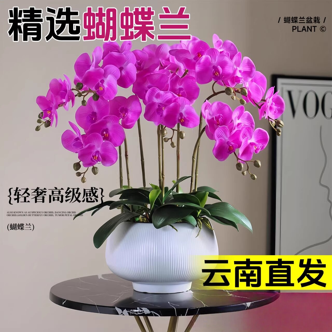 蝴蝶兰带花盆栽特大号带花苞花卉水培绿植物办公室内客厅四季好养