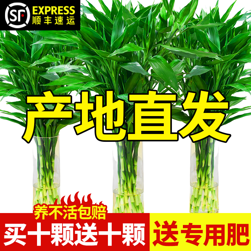 富贵竹水培植物客厅招财花