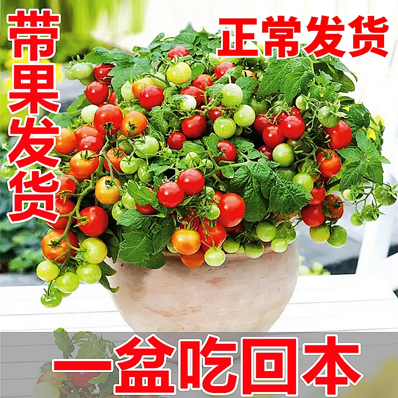 矮生盆栽番茄种子种籽孑小西红柿大全秧苗蔬菜圣女果草莓四季食用