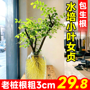 水培小叶女贞老桩室内水培花卉枯木逢春雪柳干支水培植物室内好养