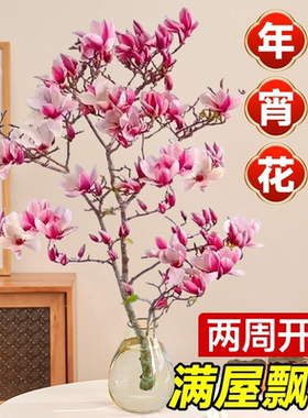 玉兰花水培植物带花苞鲜花真花插花室内花卉绿植干花花束客厅摆设