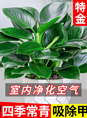 金钻绿公主盆栽带花苞绿箩萝水培植物办公室内花卉绿植四季好养活