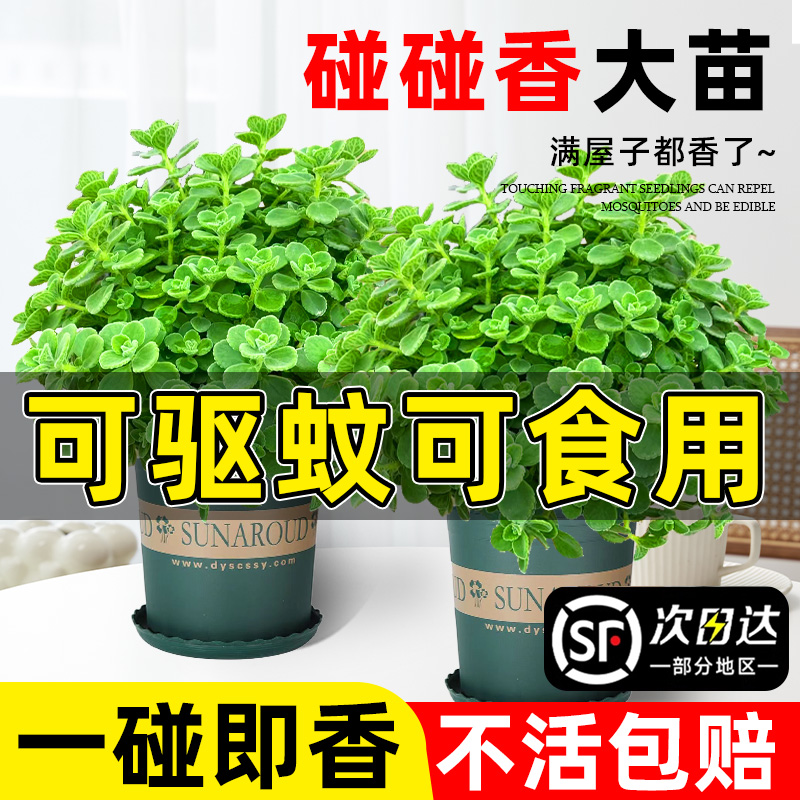 碰香盆栽可食用绿植驱蚊提