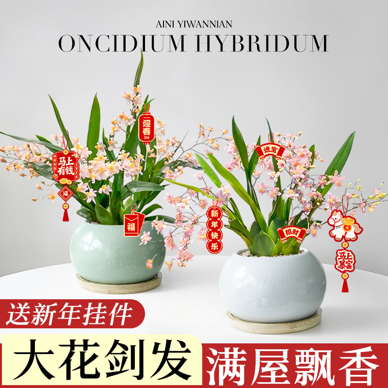 香水文心兰盆栽带花苞梦香兰兰花植物办公室桌面绿植花卉盆景四季,鲜花速递/花卉仿真/绿植园艺,国兰/杂交兰/洋兰类,淘宝优惠券,粉丝福利购,淘宝优惠卷