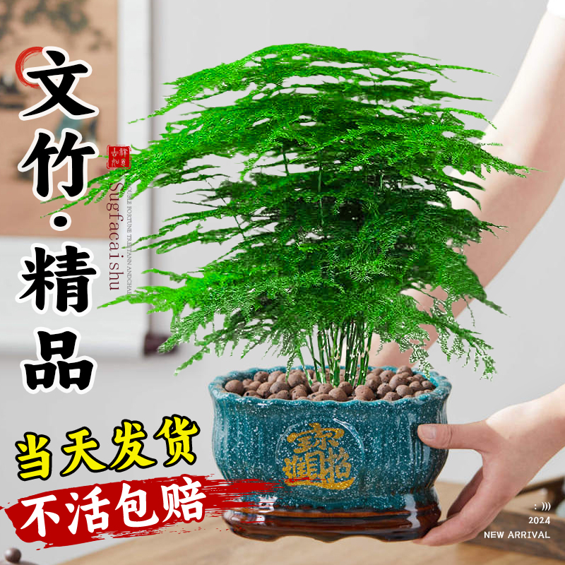【当天发货】盆景级别老桩包成活
