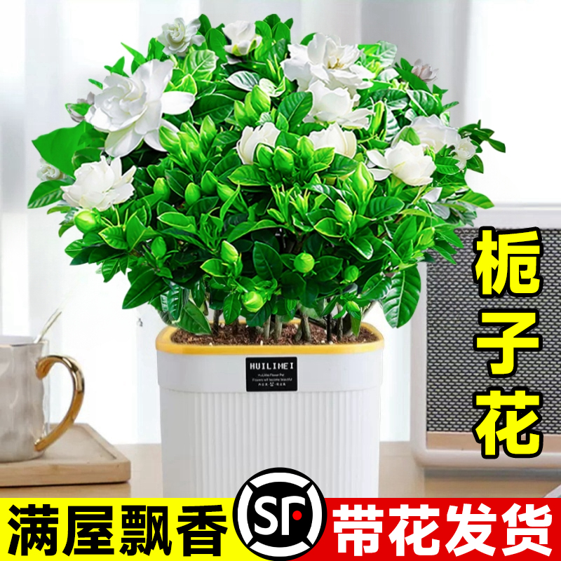 栀子花盆栽卉绿植室内浓香树