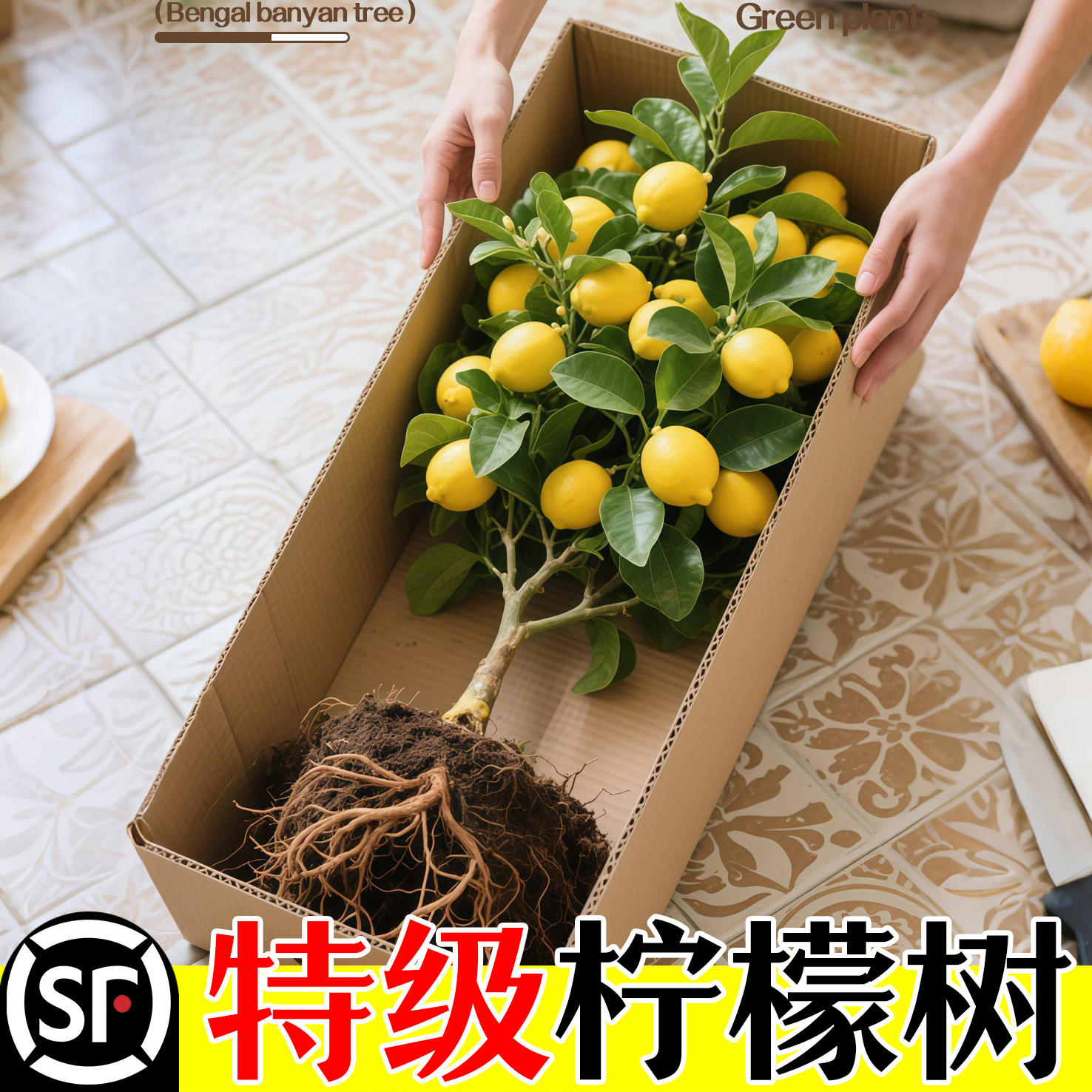 香水柠檬树盆栽带果老桩四季结果