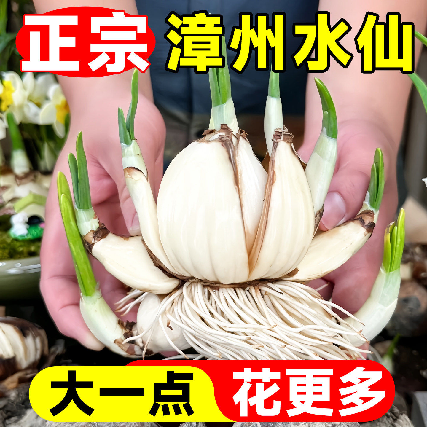 重瓣水仙花种球水养盆栽秋冬开花卉植物室内花绿植水培好养带花苞