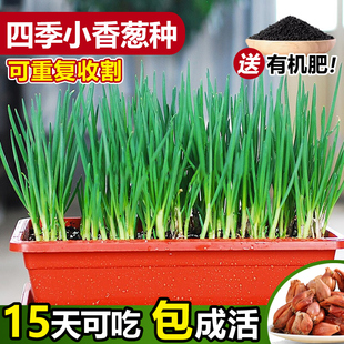 四季 小香葱种子红葱种籽盆栽葱头种苗阳台庭院种植火分葱蔬菜种孑