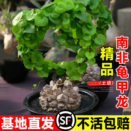 【南非原种】正宗精品南非龟甲龙