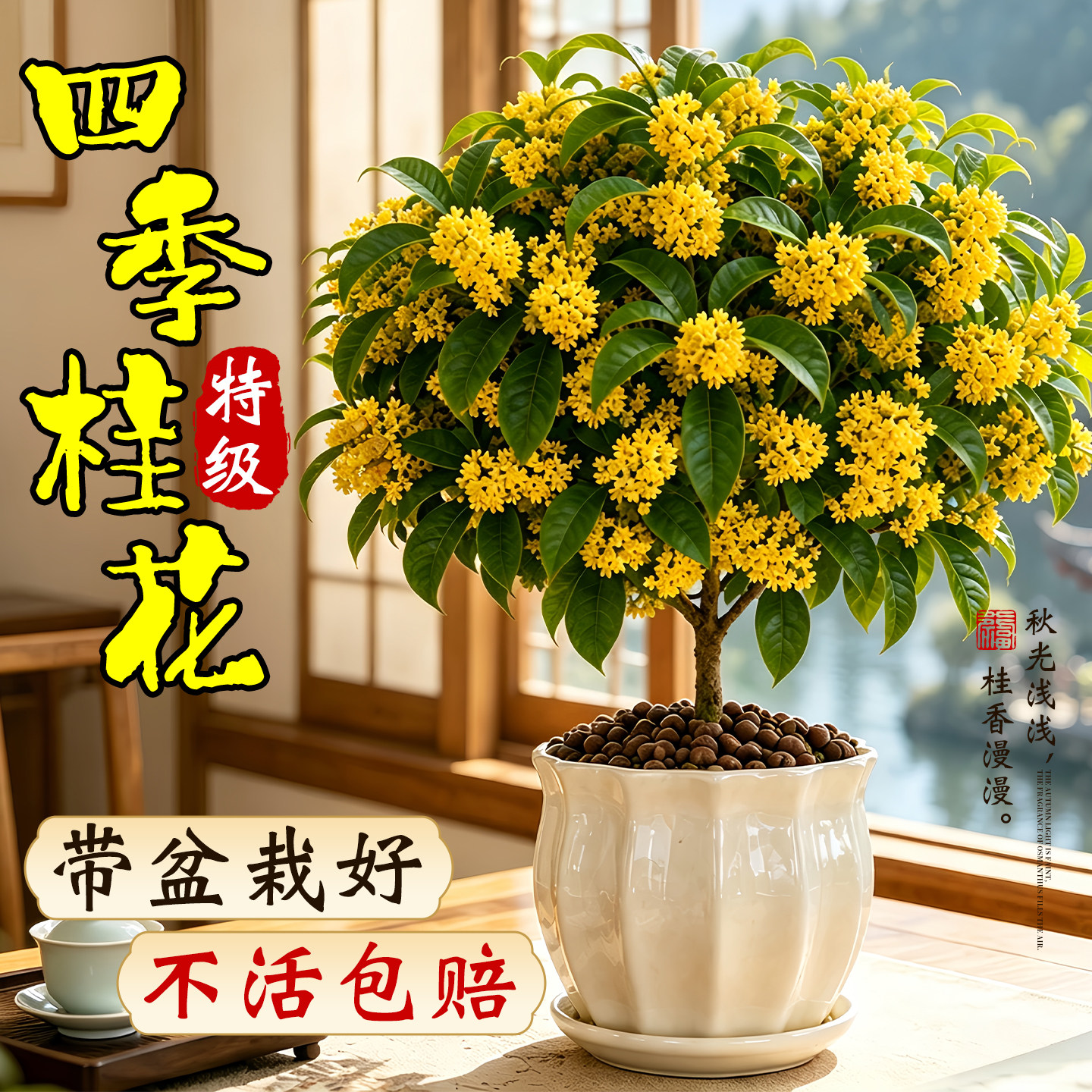 桂花树苗四季盆栽可食用开
