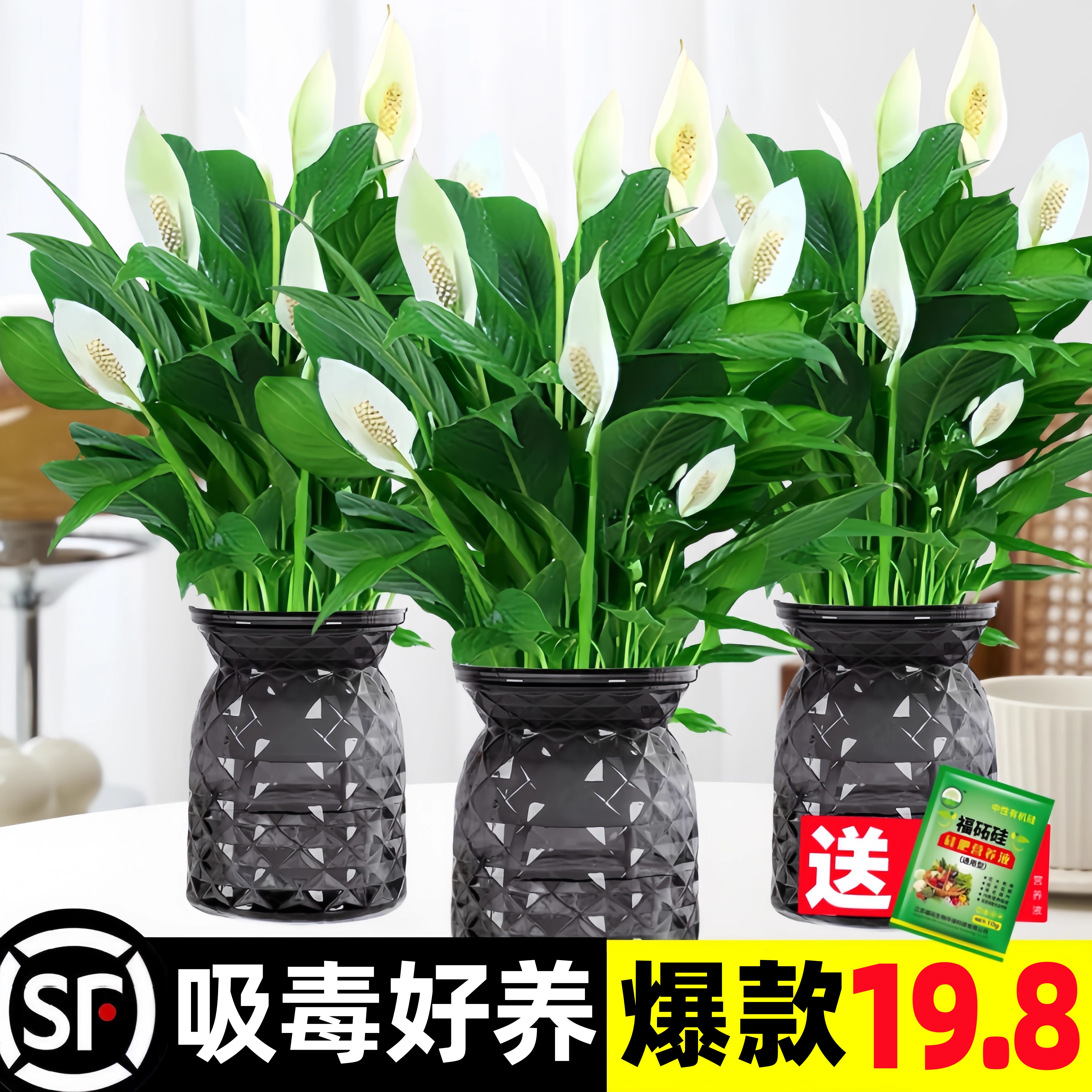“吸毒王”升级版除甲醛浇水就活