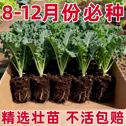 抗炎美食排毒养颜营养提高免疫