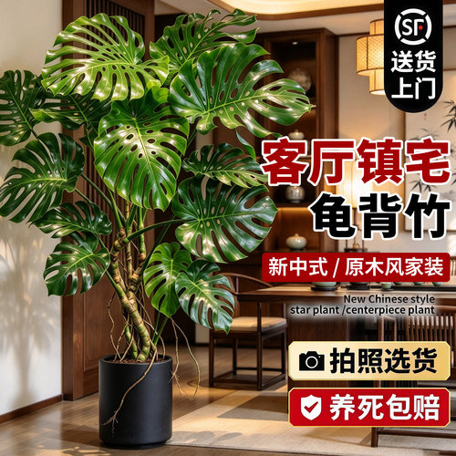 客厅大叶龟背竹老桩盆栽好养