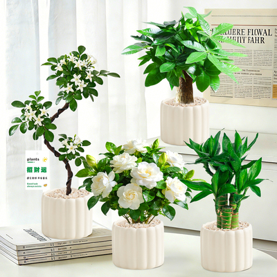 办公室桌面绿植小盆栽内物