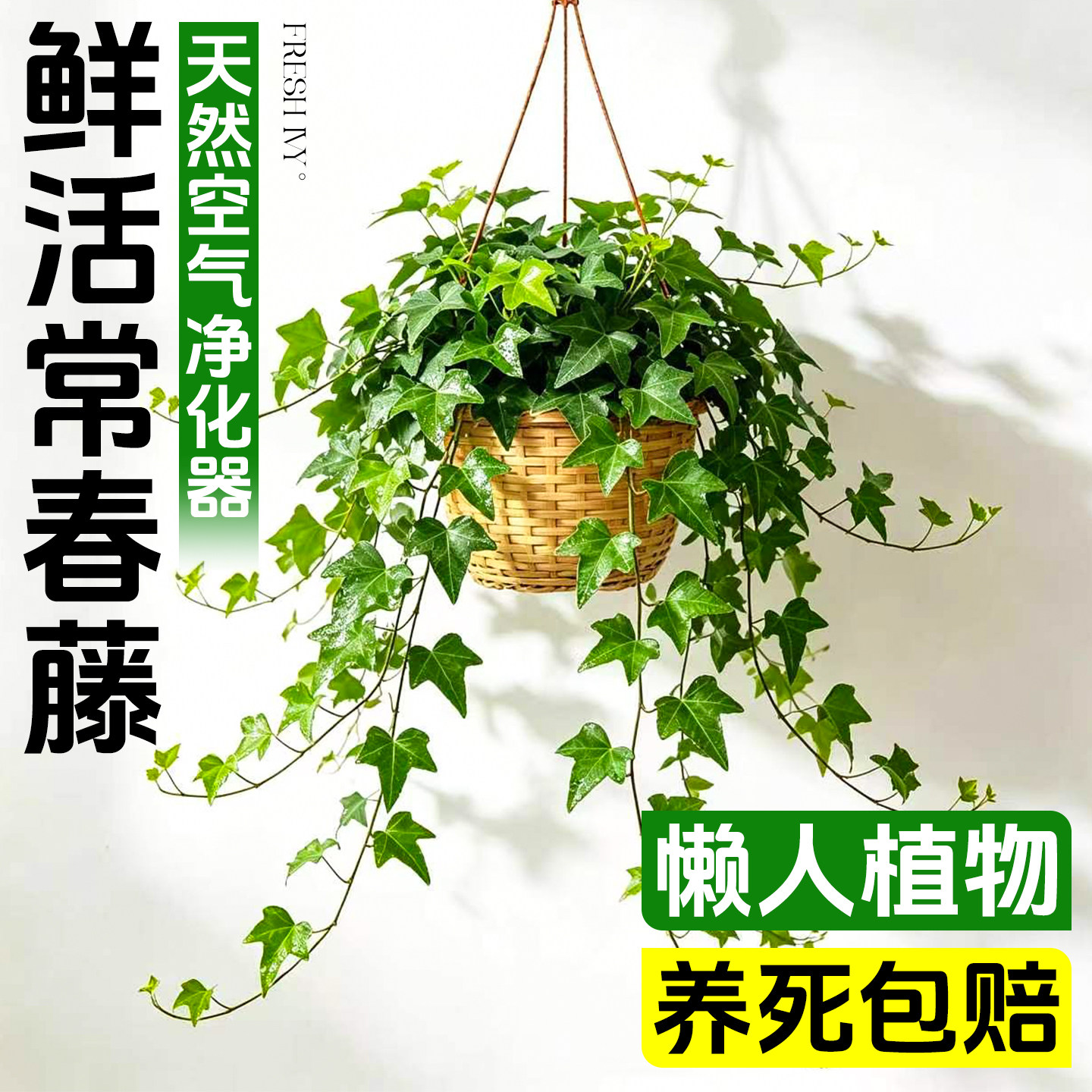 枫叶常春藤吊兰绿植室内垂吊耐阴植物盆栽四季常青除甲醛净化空气