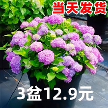 绣球花盆栽大花苗无尽夏好养的花四季不断花卉植物室内阳台开花