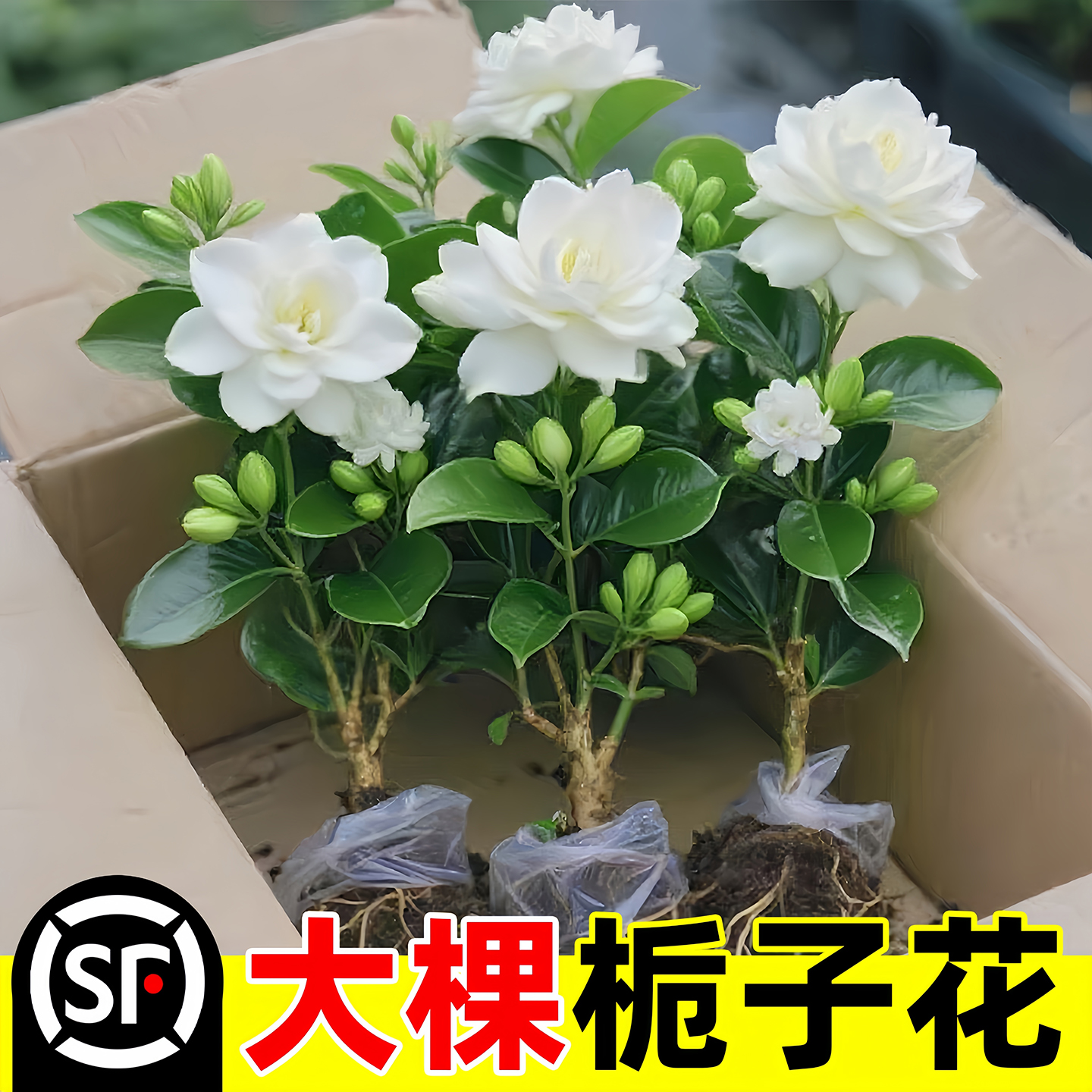 栀子花水培植物盆栽带花苞办公室内桌面好养懒人鲜花绿植水养花卉