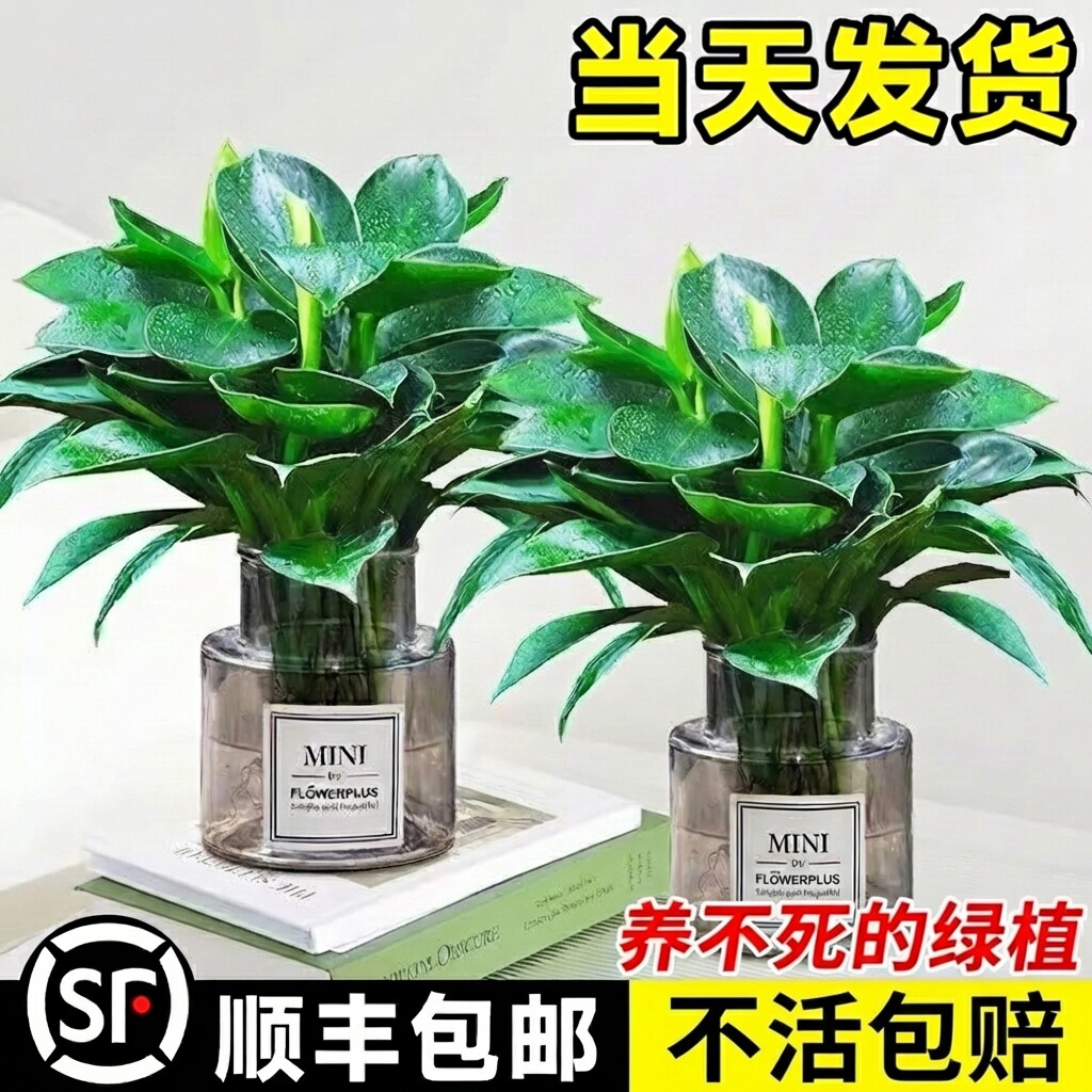 【全网热销10W+】大金钻水培植物图片