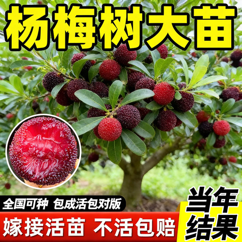 东魁特大杨梅树正宗嫁接仙居杨梅