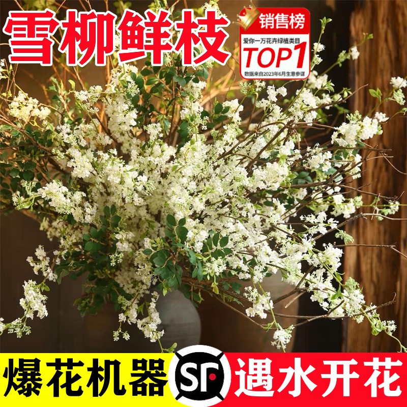 雪柳鲜枝水培植物干枝支花卉绿植物室内龙柳鲜花水养重瓣盆栽插花